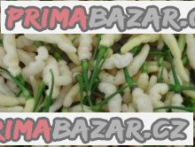 chilli-aribibi-gusano-baleni-obsahuje-10-semen