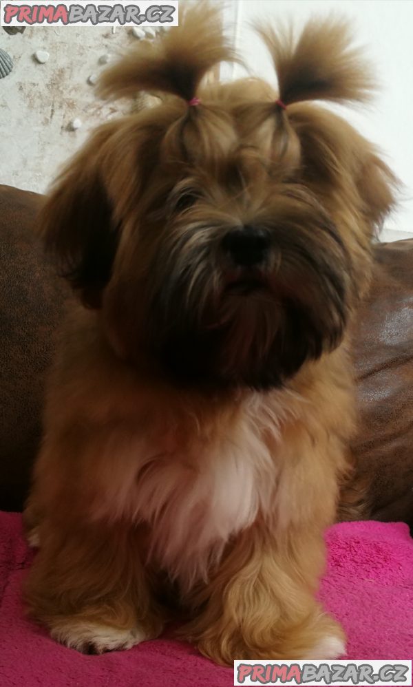 Lhasa Apso