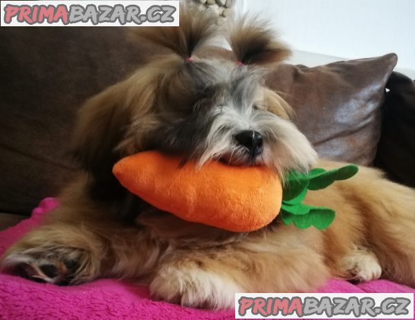 Lhasa Apso