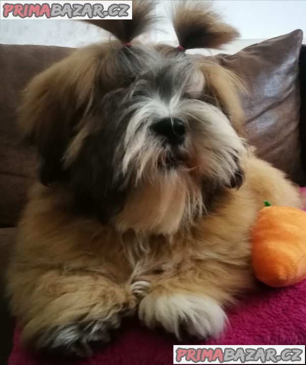 Lhasa Apso