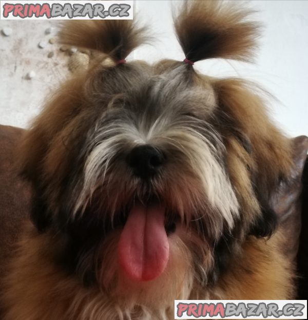 Lhasa Apso