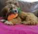 Lhasa Apso