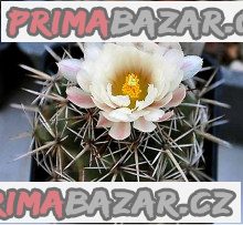 Kaktus Coryphantha guerkeana Valparaíso, Zacatecas Balení obsahuje 20 semen