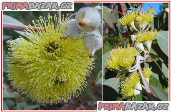 Eucalyptus Woodwardii - Blahovičník - semena
