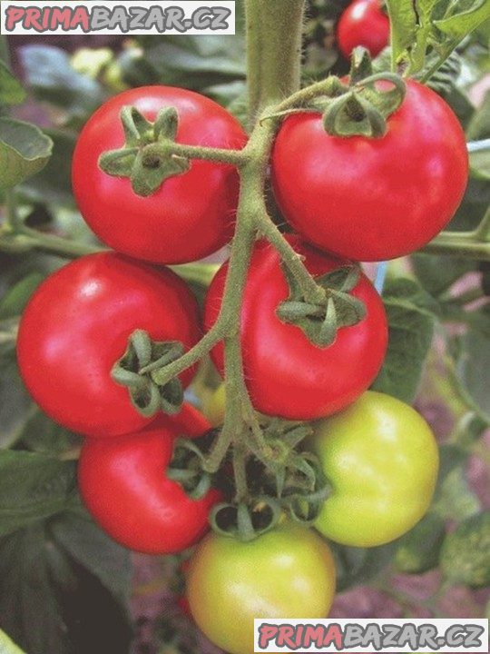 rajce-torino-f1-baleni-obsahuje-20-semen