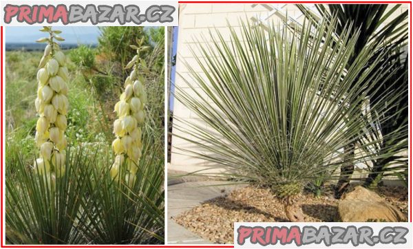 Yucca Glauca - semena