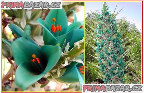 Puya Berteroniana - semena