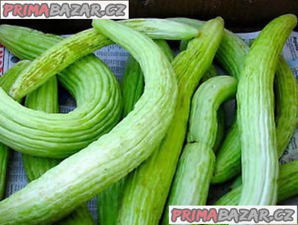Arménská okurka Tortarello Verde Barese Balení obsahuje 10 semen