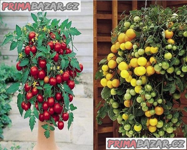 rajce-2-x-10-tumbling-tom-yellow-red-previsle-truhlikove-baleni-obsahuje-2-x-10-semen