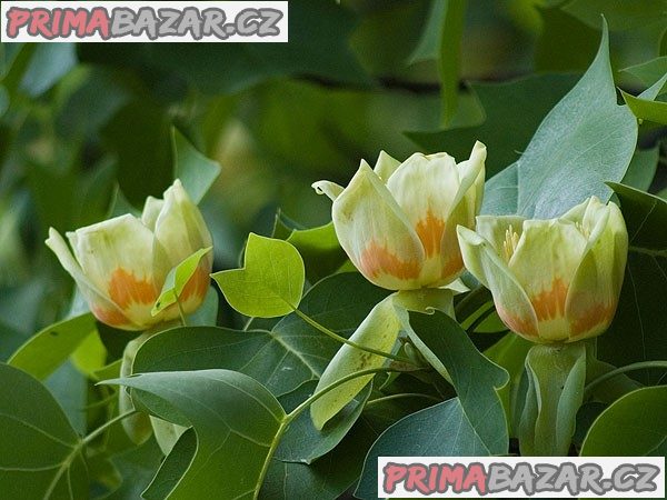 Liriodendron tulipifera - Liliovník tulipánokvětý Balení obsahuje 20 semen