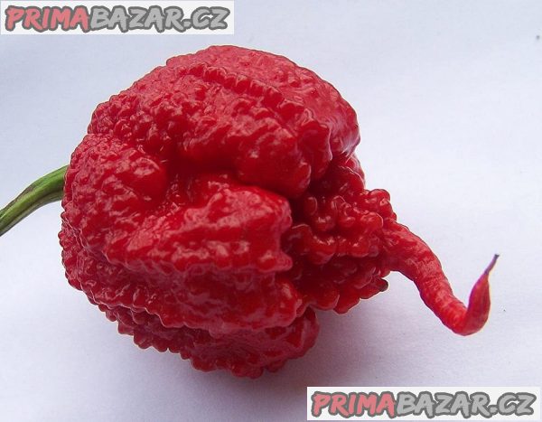 Chilli Carolina reaper Balení obsahuje 10 semen