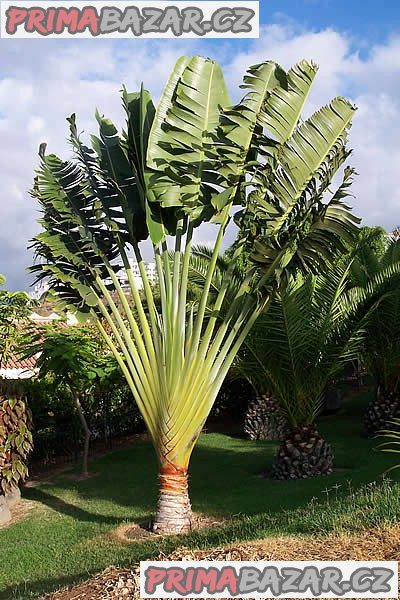 Ravenala Madagascariensis - Palma poutníků Balení obsahuje 5 semen
