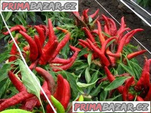 Paprika Karkulka roční kořeninová Balení obsahuje 30 semen