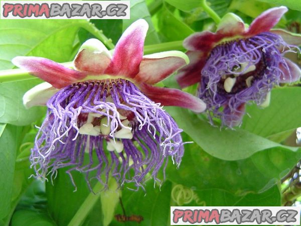 Passiflora quadrangularis - Mučenka obrovská Balení obsahuje 5 semen