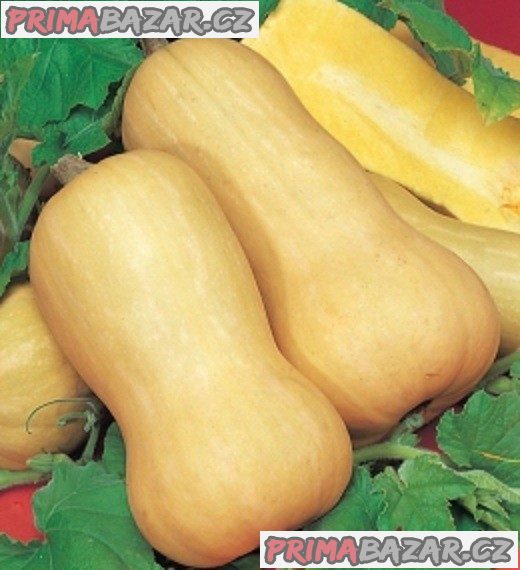 Tykev muškátová butternut - semena