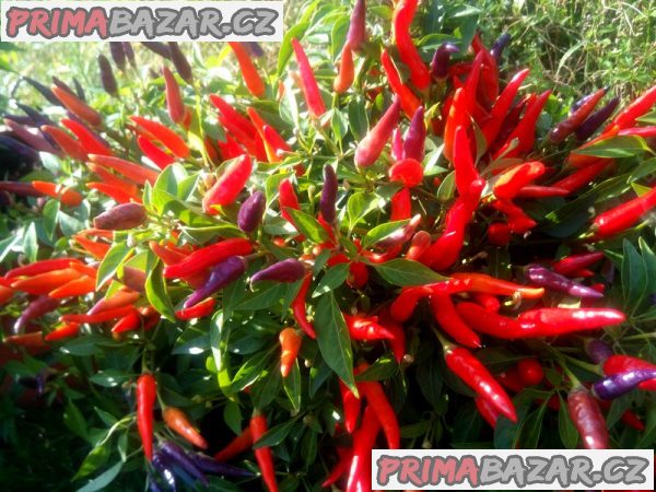 Chilli Sangria Ornamental - semena