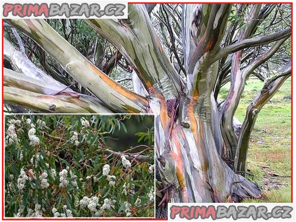Eucalyptus Coccifera mrazuvzdorný duhový - semena