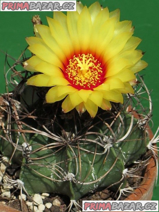 Semena kaktusu Astrophytum Capricorne