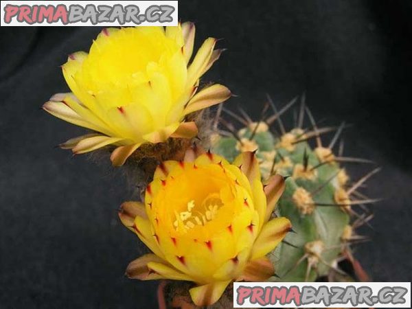 Semena kaktusu Acantocalycium glaucum