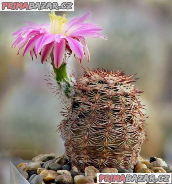 Semena kaktusu Echinocereus adustus SB 72