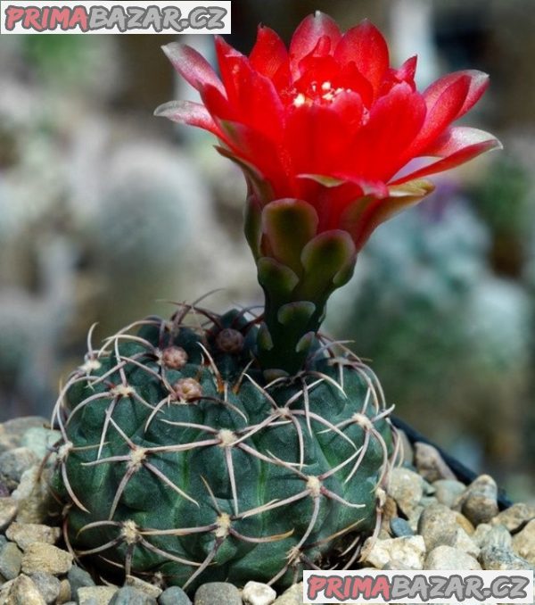 Semena kaktusu Gymnocalycium baldianum Las Juntas Catamarca