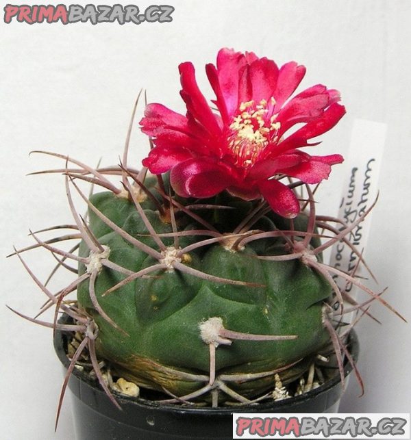 Semena kaktusu  Gymnocalycium oenanthemum