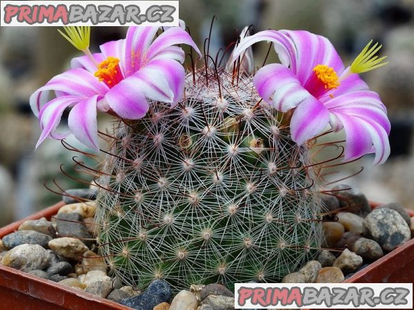 Semena kaktusu  Mammillaria microcarpa