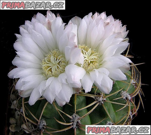 Semena kaktusu  Gymnocalycium monvillei JO La Falda Cordoba