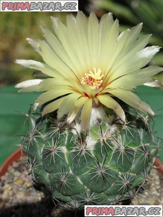 Semena kaktusu Coryphantha palmeri