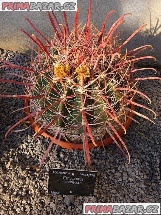 kaktus  Ferocactus peninsulae