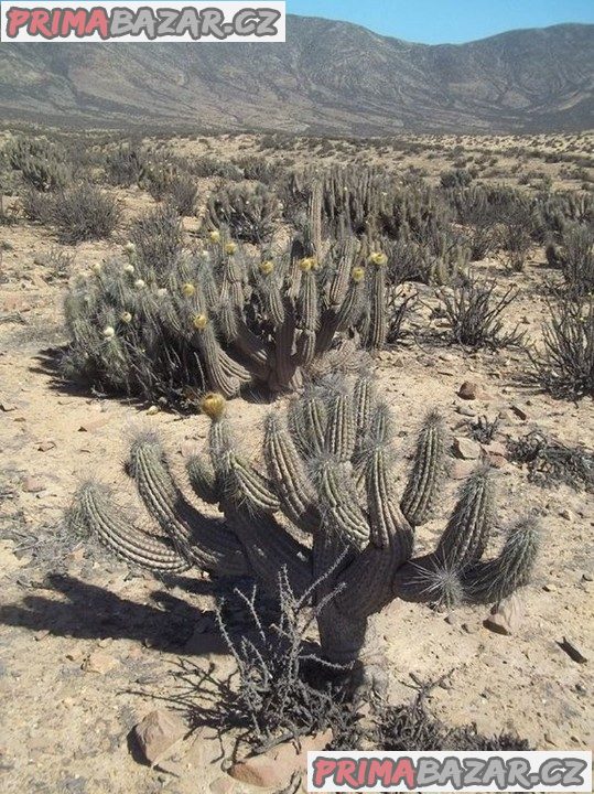 Eulychnia breviflora