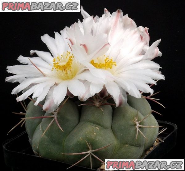 Kaktus Thelocactus hexaedrophorus v. Major