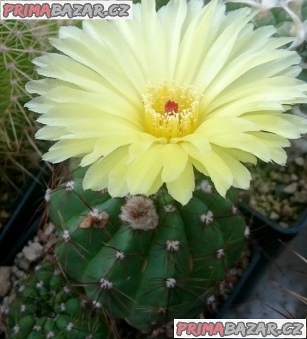 kaktus Notocactus Ottonis WRA 33