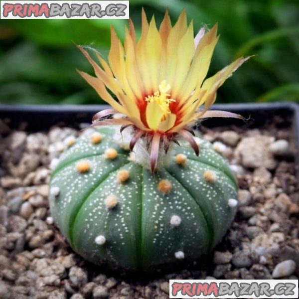 kaktus Astrophytum asterias