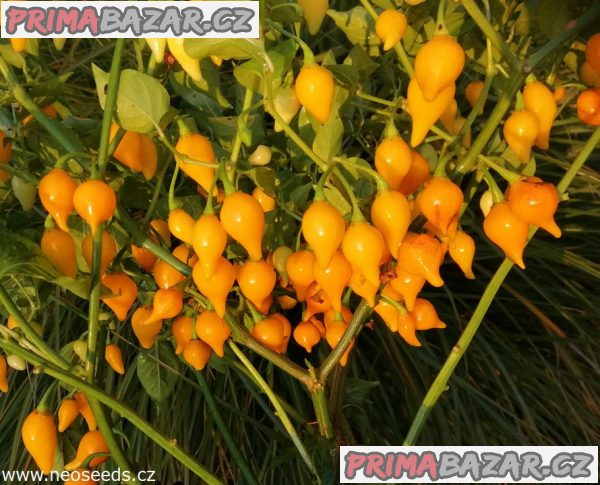 Chilli Biquinho yellow - semena