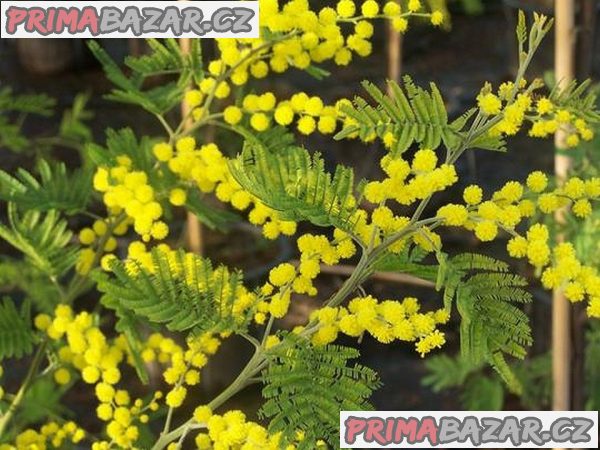 Acacia dealbata - akácie sivozelená Balení obsahuje 20 semen