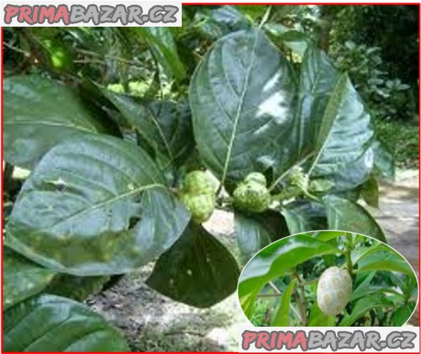 Noni citrusolistá - Morinda citrifolia - semena