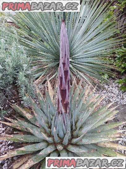 Agave Utahensis Balení obsahuje 8 semen