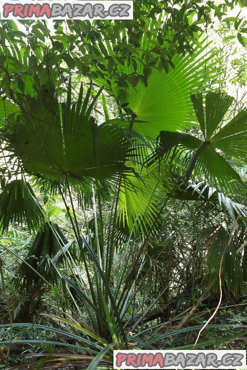 Palma Livistona speciosa Balení obsahuje 2 semena