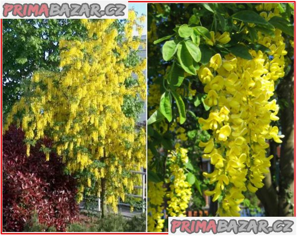 Laburnum Anagiroides - Štědřenec odvislý - semena