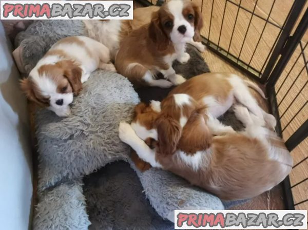Kavalír King Charles španěl Štěňata Kavalír King Charles španěl Štěňata