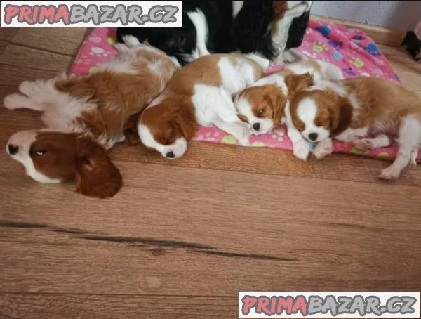 Kavalír King Charles španěl Štěňata Kavalír King Charles španěl Štěňata