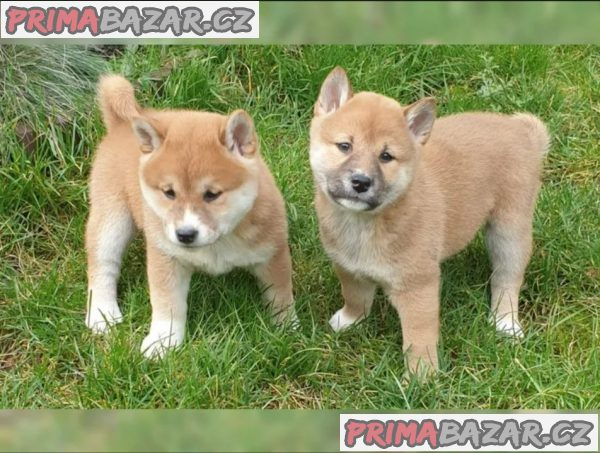 Prodám rozkošná miminka štěňata shiba inu