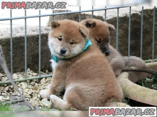 Prodám rozkošná miminka štěňata shiba inu