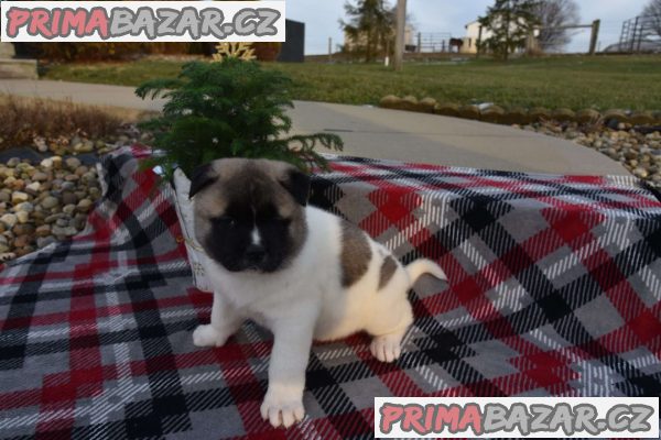 Beautiful chunky Akita puppies