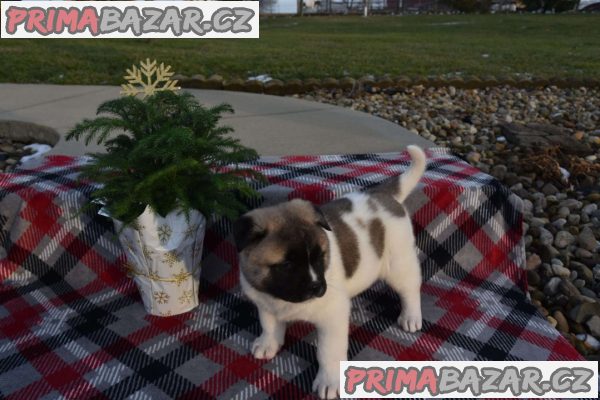 Beautiful chunky Akita puppies