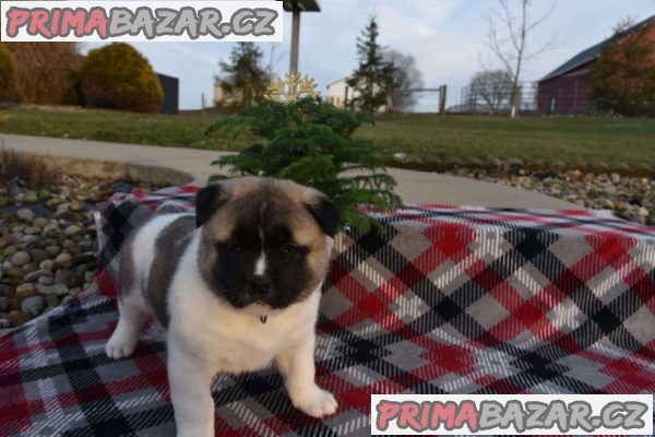 Beautiful chunky Akita puppies