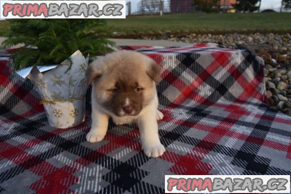 Beautiful chunky Akita puppies