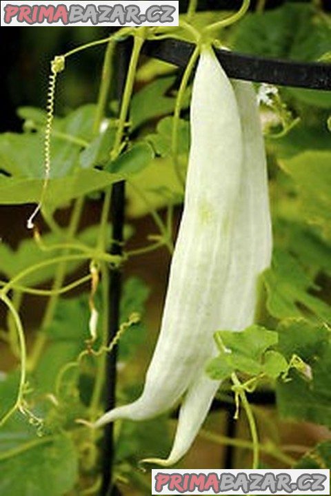 Tortarello Bianco Abruzzese