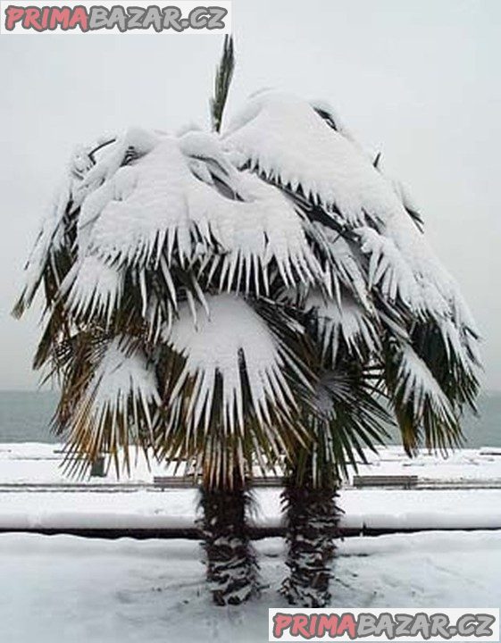 Sazenice palma Trachycarpus fortunei 1-2 první listy